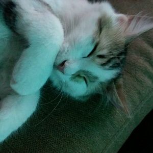 Meet your Posher, Shawn